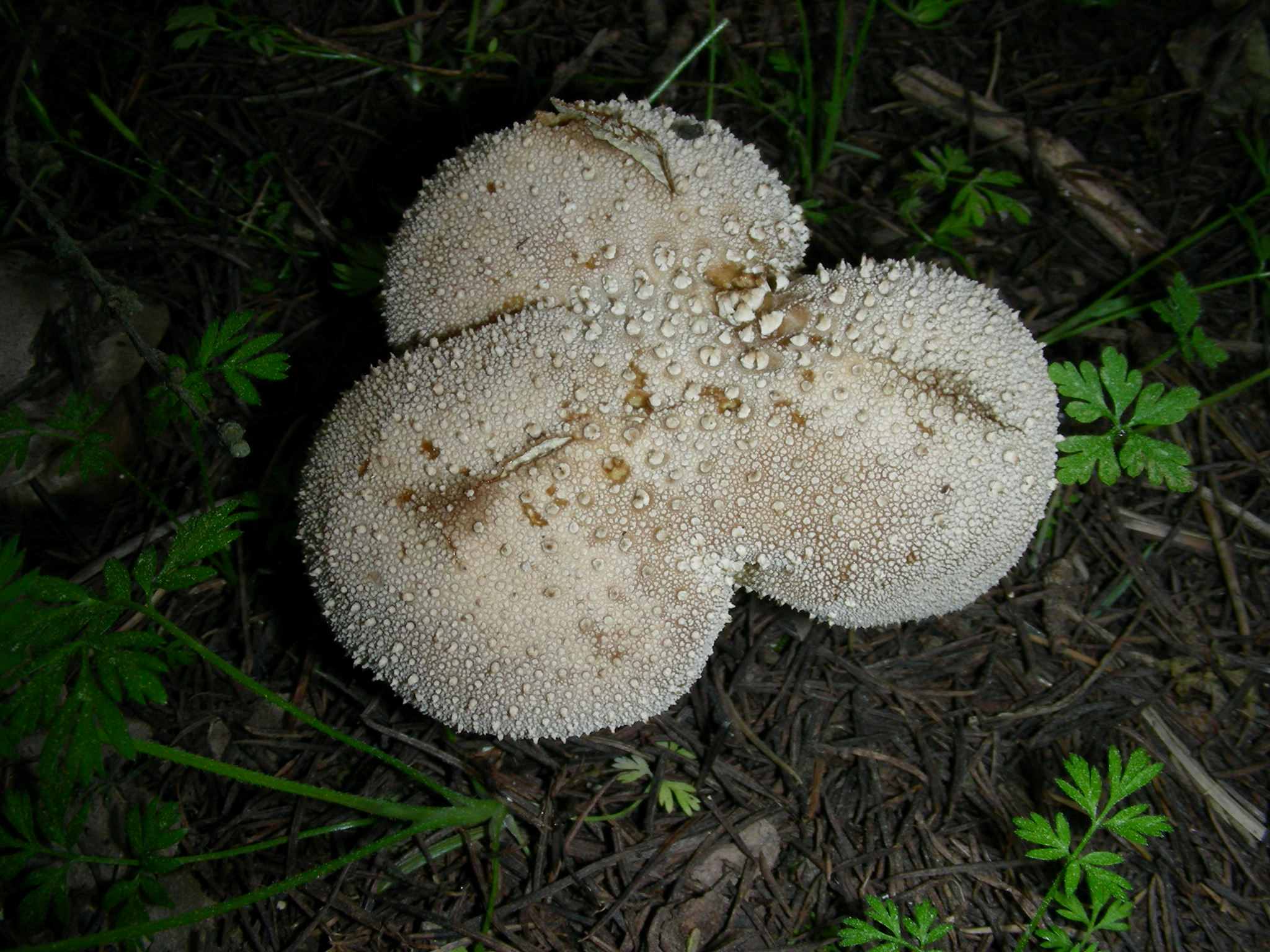 1625 Marzo vecchio ritrovamento